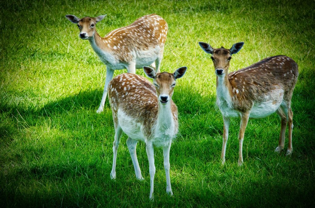 three dear standing on grass
